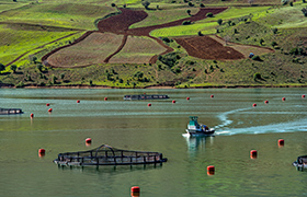 Suşehri Çamlıgöze Barajı Kültür Balıkçılığı